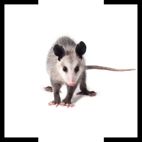 possum